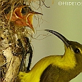 Yellow-bellied Sunbird (after 18 days of incubation)<br />Canon EOS 7D + EF70-200 F4.0L + EF1.4xII<br />